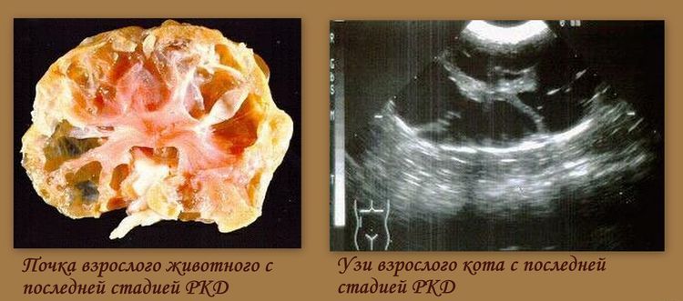 Poliquistosis renal en un gato en etapa final