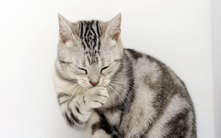 El gato se acicala