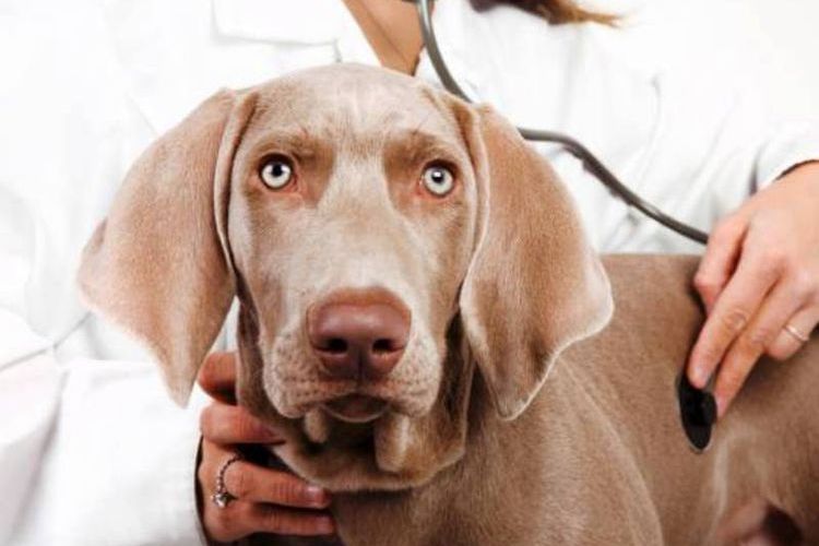 El perro en el veterinario