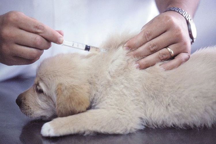 Inyección a un cachorro