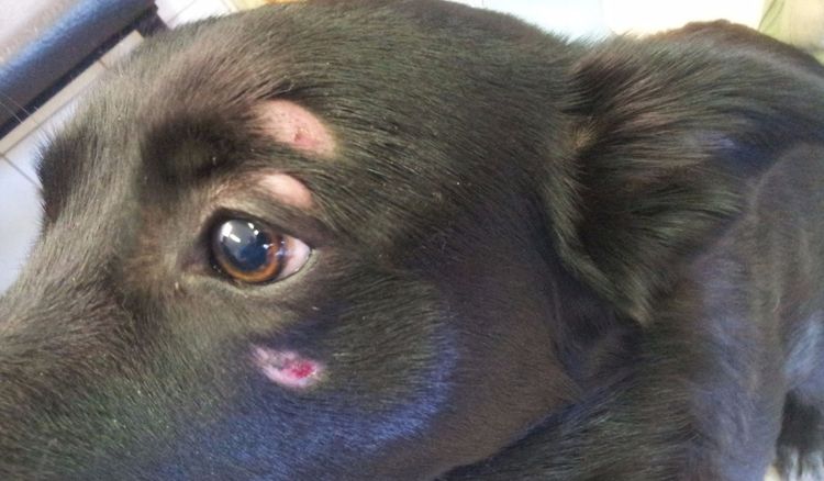 Dermatomicosis en un perro