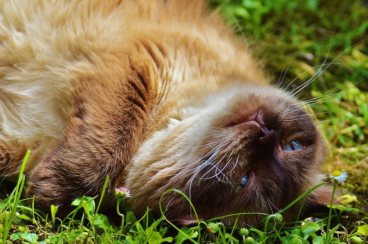 El gato se tumba al sol