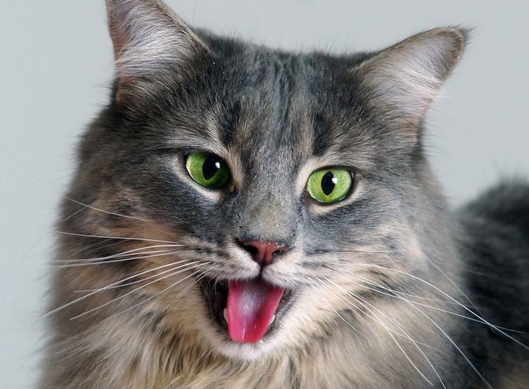 El gato respira con la boca abierta