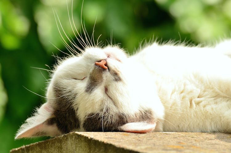 Gato durmiendo al sol