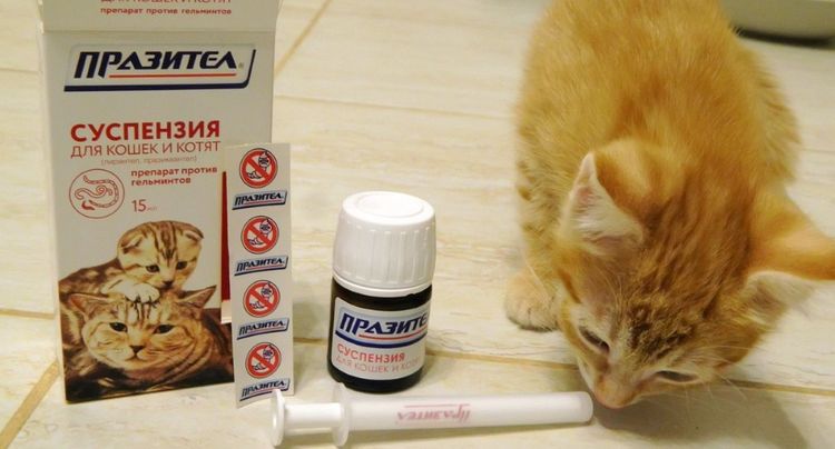 Preparados Prazitsid para gatos