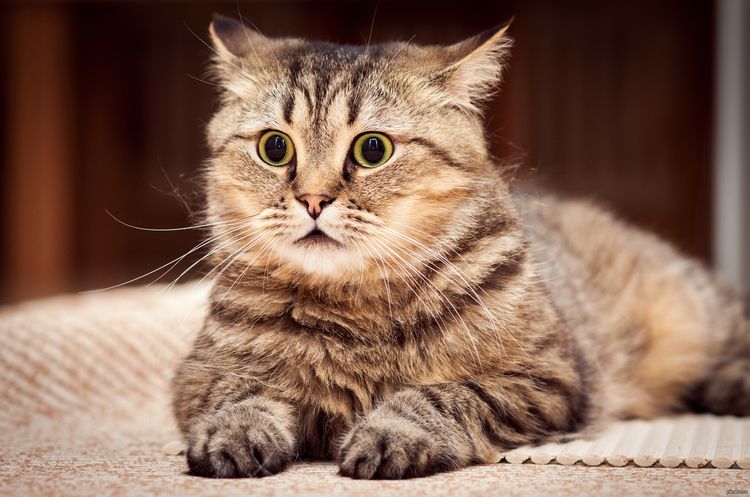 El gato está sorprendido