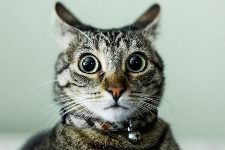 ¿Los gatos se tiran pedos?