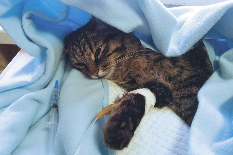 Gata en radioterapia