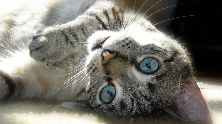 Gato con ojos azules