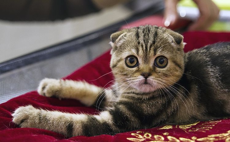 Gata de orejas caídas