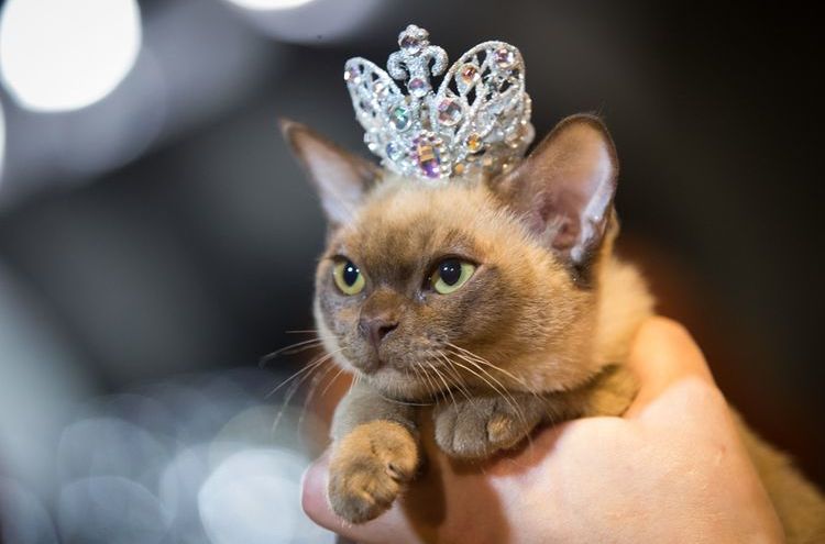 Gata con corona en la cabeza