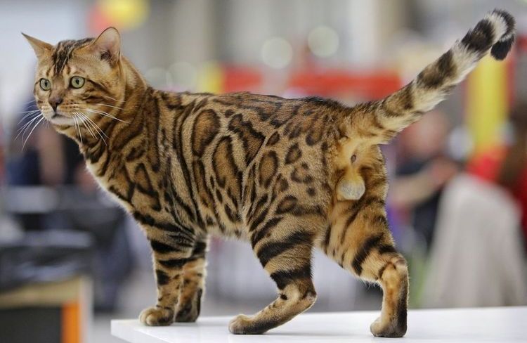 Gato bengalí en exposición