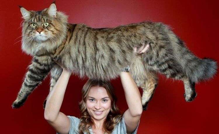 Chica con un maine coon