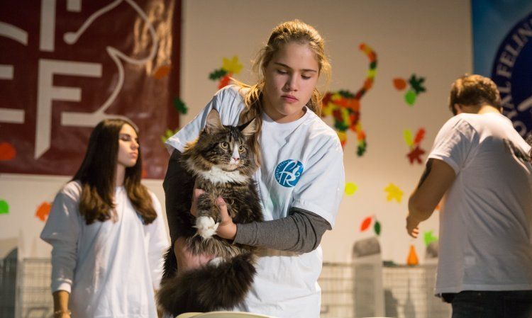 Maine coon en una exposición de gatos