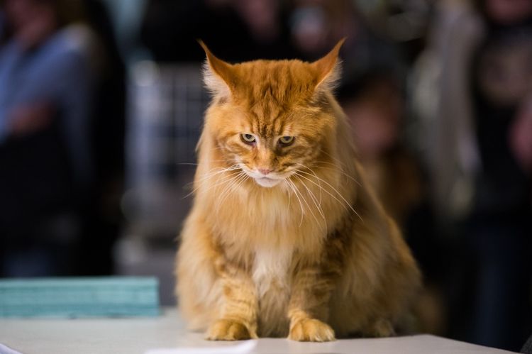 Un gato naranja está sentado