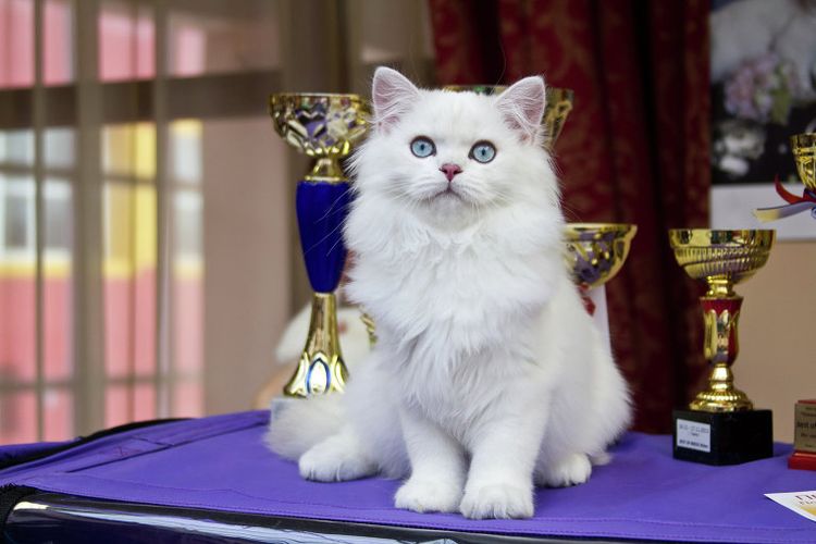 Gato blanco en la exposición