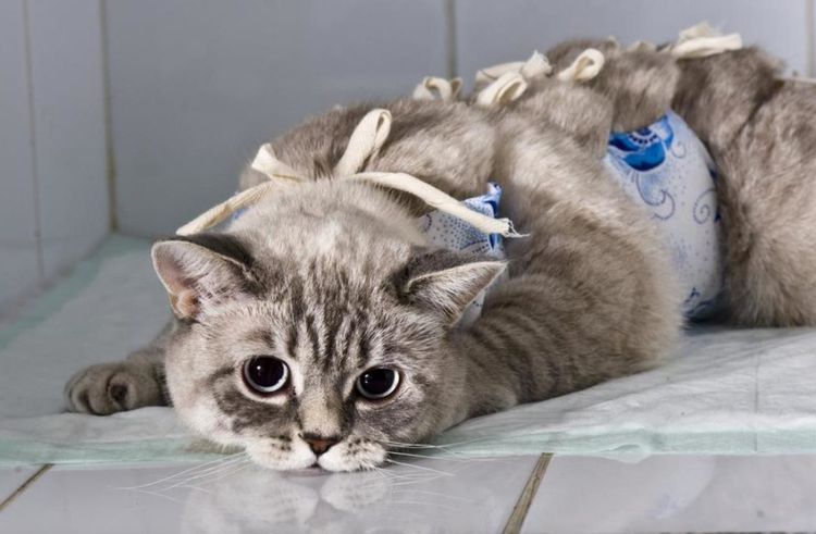 Gato después de la cirugía