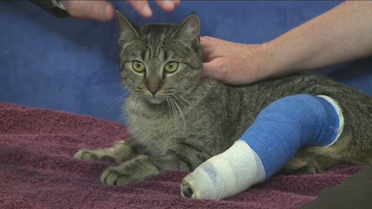 Fractura en un gato