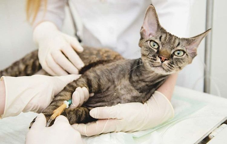 Inyección intravenosa a un gato
