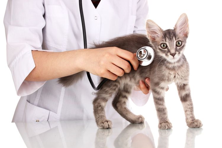 Gato en el veterinario