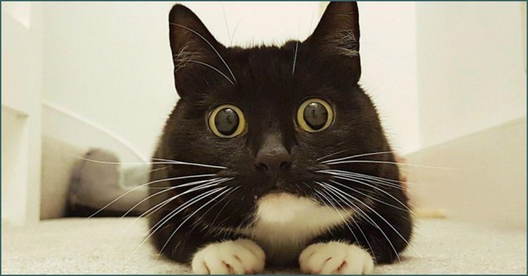 Gato sorprendido