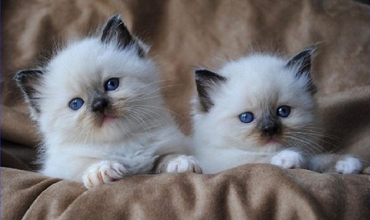 Gatitos Ragdoll