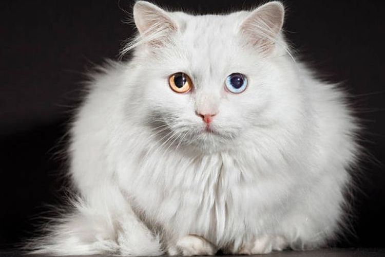 Angora Turco