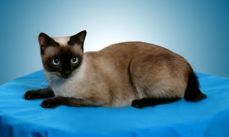 Mekong Bobtail