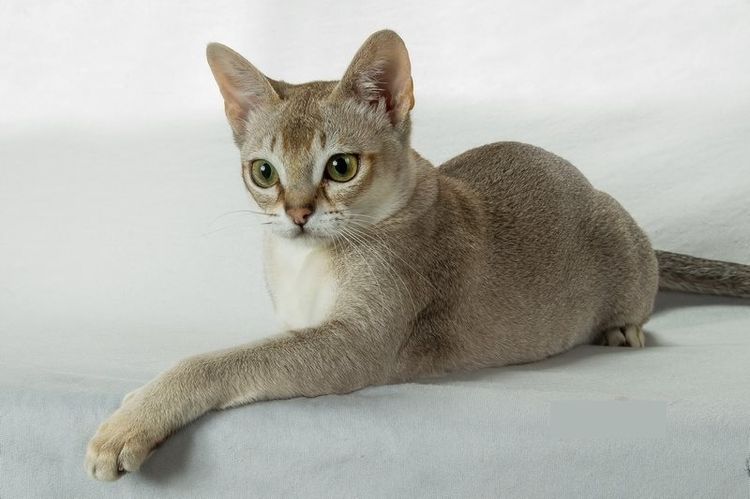 Gato de Singapur