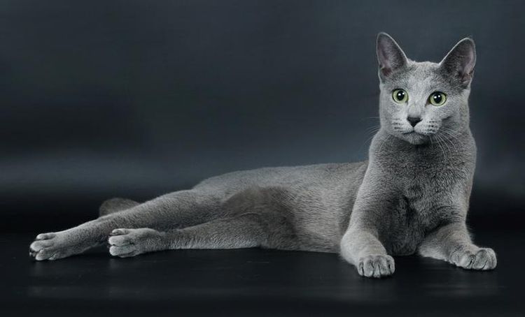 Azul ruso
