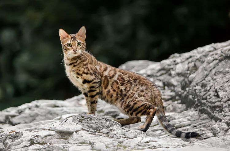 Gato bengalí