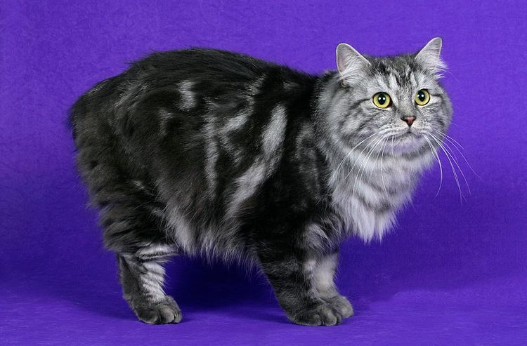 Cymric