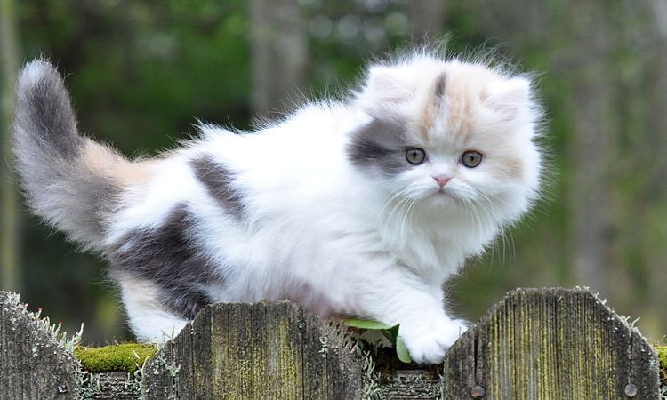 Gatito munchkin