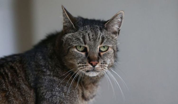 Nutmeg - el gato más viejo