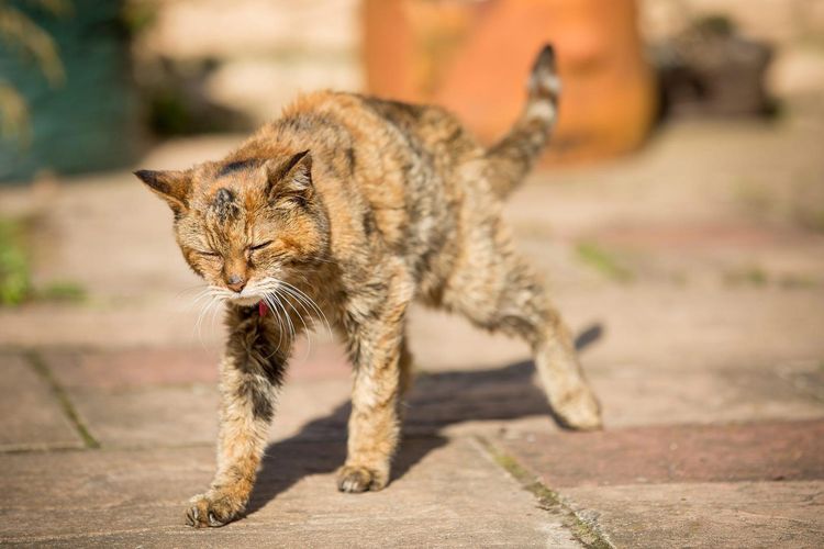 Puffy, la gata más longeva