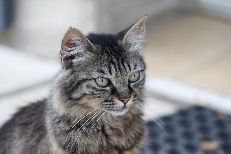 Lucy, la gata más longeva