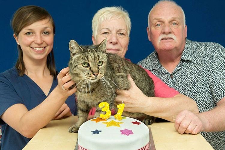 Gato que tiene 31 años