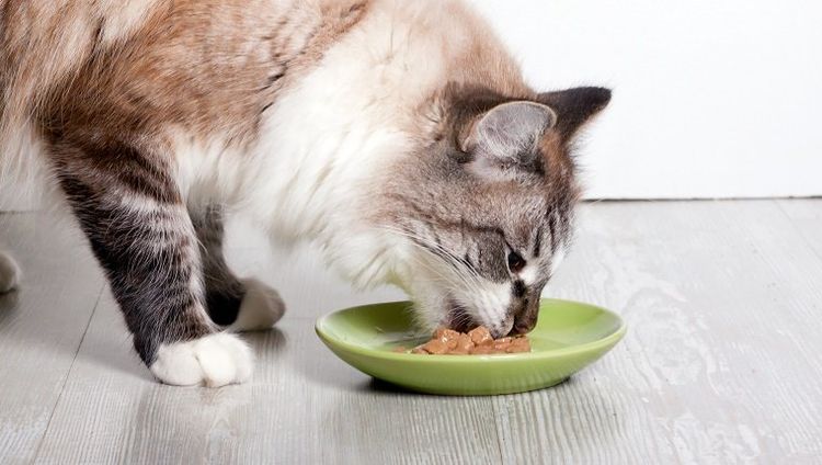 La gata come