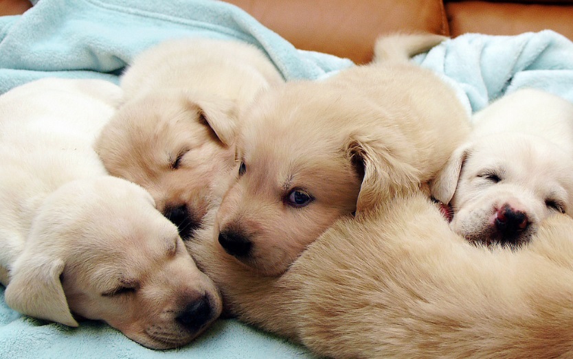 Cachorros y perra parida