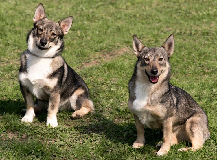 perros de la raza Vallhund sueco