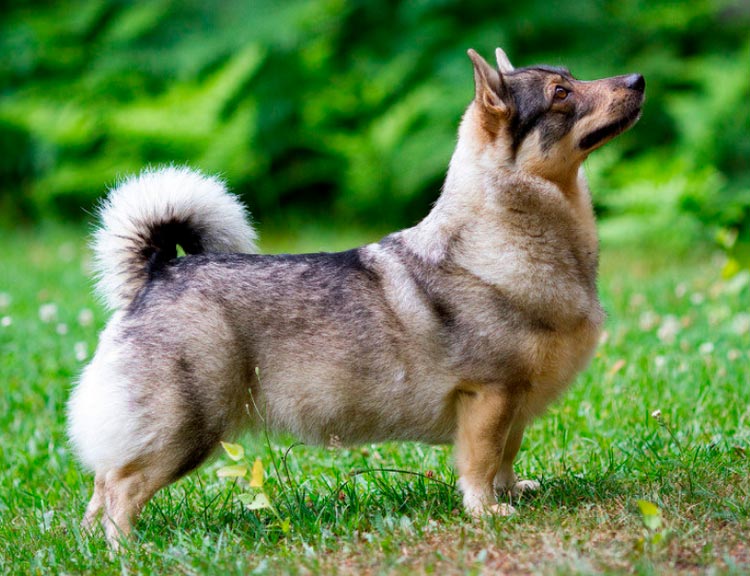 raza de perro Vallhund sueco
