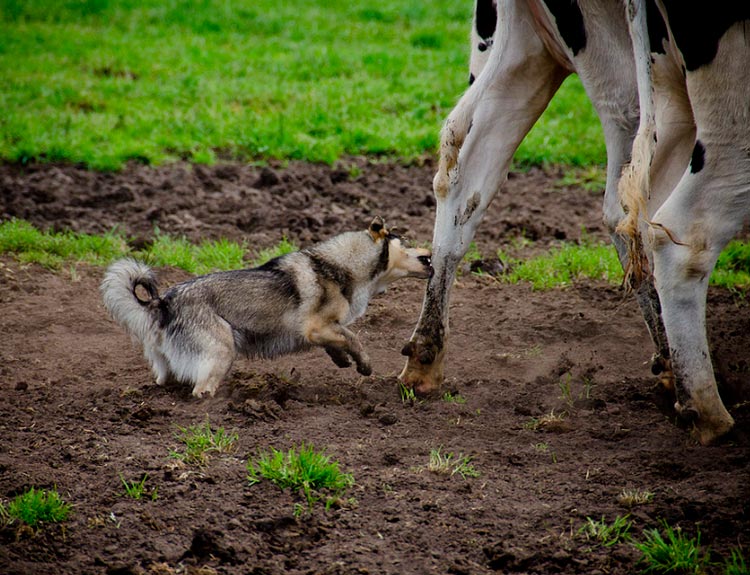 El valhund sueco pastorea vacas