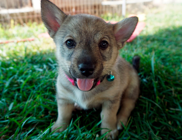 cachorro de raza valhund sueco