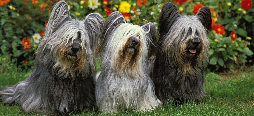 Skye Terrier, colores, carácter, características de la raza