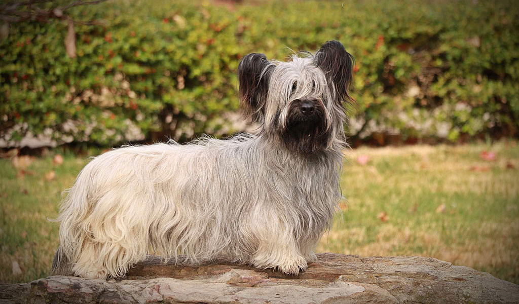 Skye terrier - estándares de la raza