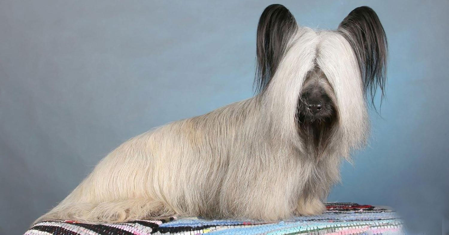 Skye Terrier