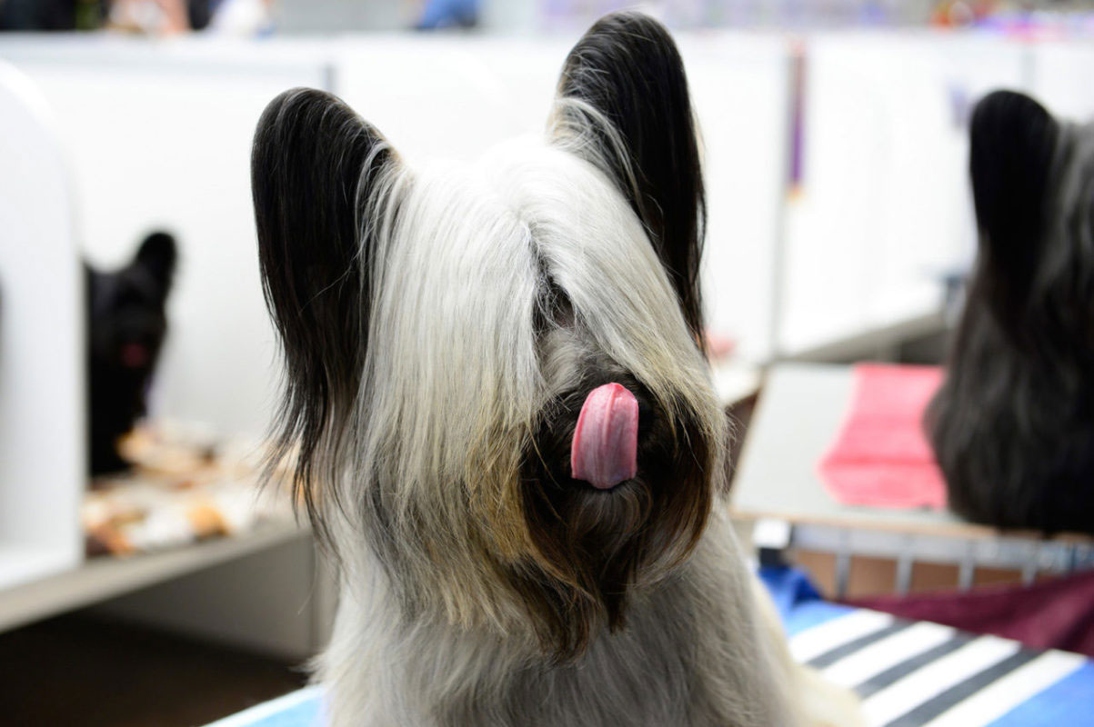 Skye terrier - rasgos de carácter