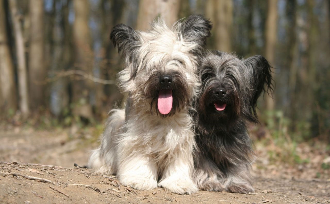 Raza Skye terrier