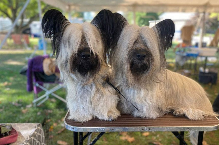 Educación del Skye terrier