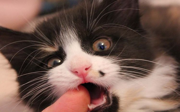 El gatito muerde el dedo del dueño
